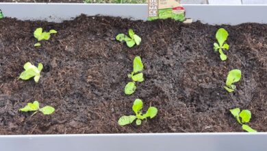 Wann kann ich Salat ins Hochbeet pflanzen?