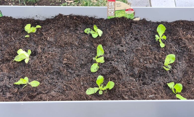 Wann kann ich Salat ins Hochbeet pflanzen?