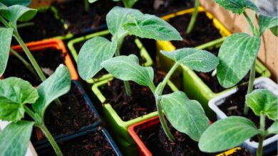 Zucchini Setzlinge