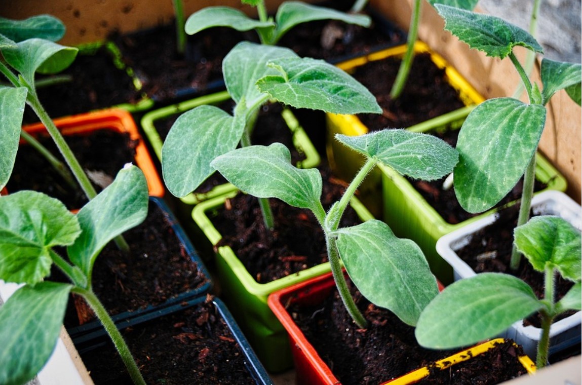 Zucchini Setzlinge