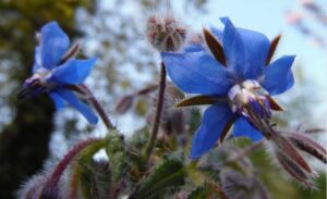Borretsch anbauen leicht gemacht!
