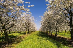 Gartenarbeit April: Beet vorbereiten, Auspflanzen, Spätfrost Schaden begutachten