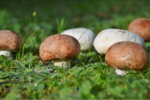 Champignons anbauen