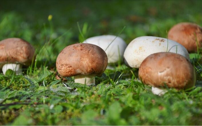 Champignons anbauen