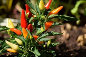 Chili anbauen