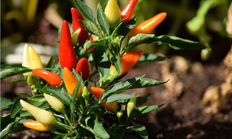 Chili anbauen