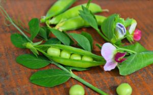 Erbsen pflanzen, pflegen und ernten: Ihr Weg zum Erfolg im Garten