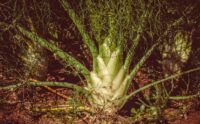 Fenchel anbauen