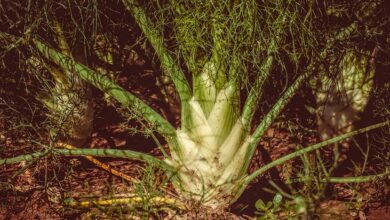 Fenchel anbauen