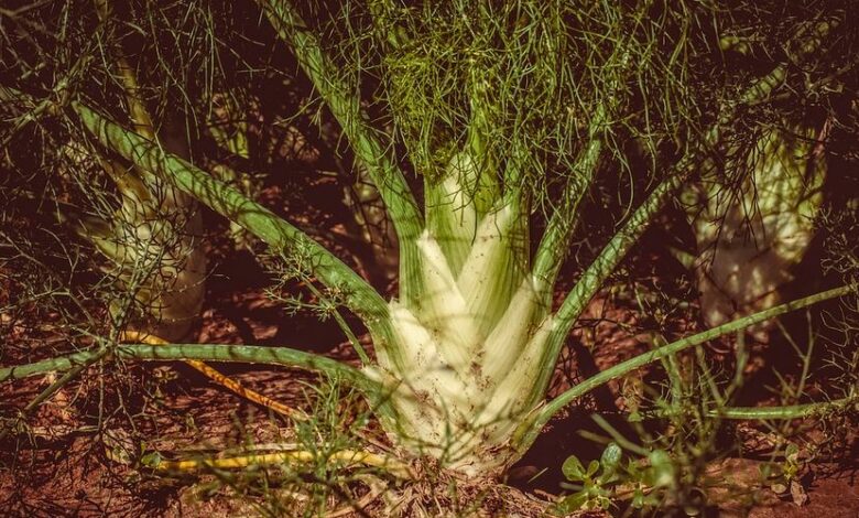 Fenchel anbauen