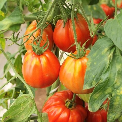 Fleischtomaten anbauen