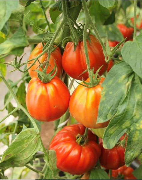 Fleischtomaten anbauen