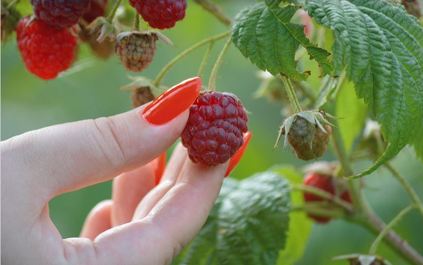 Himbeeren