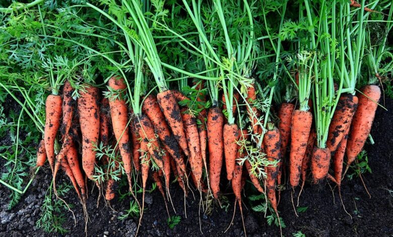 Karotten: 7 Tipps für perfekte Möhren im eigenen Garten