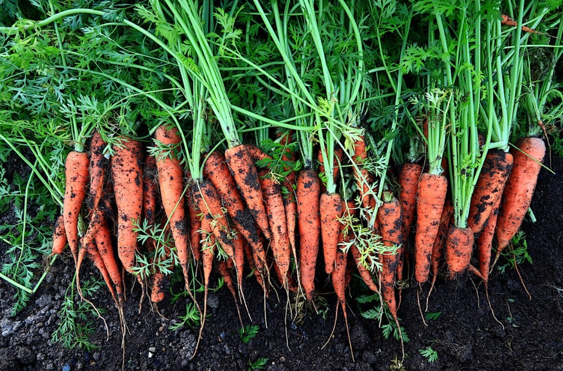 Karotten: 7 Tipps für perfekte Möhren im eigenen Garten