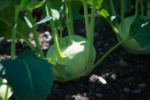 Kohlrabi