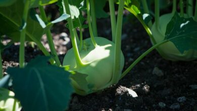 Kohlrabi