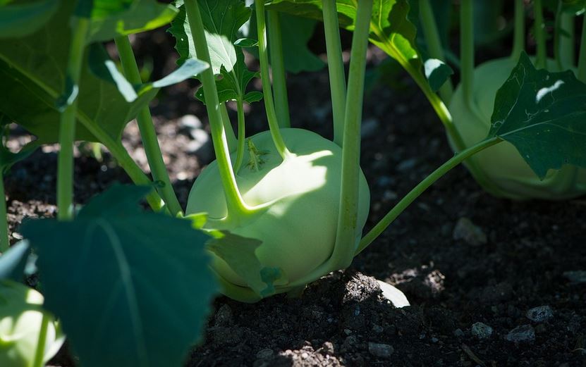 Kohlrabi