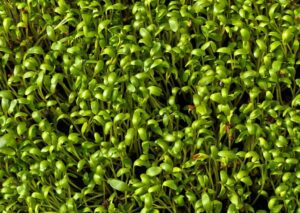 Barbarakraut pflanzen, pflegen & ernten – Anleitung für gesundes Wachstum