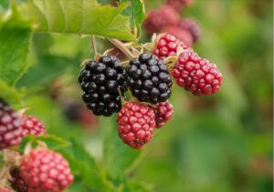 Loganbeere pflanzen, pflegen und ernten – Ihr Leitfaden zum Erfolg