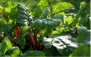 Mangold pflanzen, pflegen und ernten