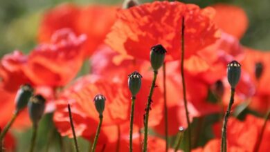 Mohn