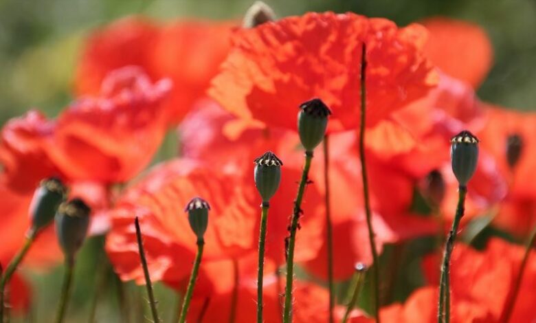 Mohn