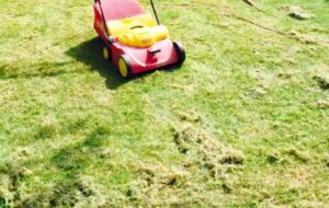 Rasen vertikutieren bei Regen: Profi Tipps & Tricks