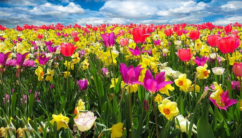 Blumen im Garten