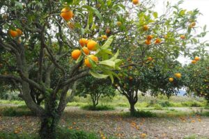 Orangenbaum pflanzen, pflegen und ernten