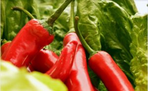 Peperoni pflanzen, pflegen und ernten