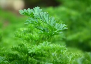 Petersilie pflanzen, pflegen und ernten