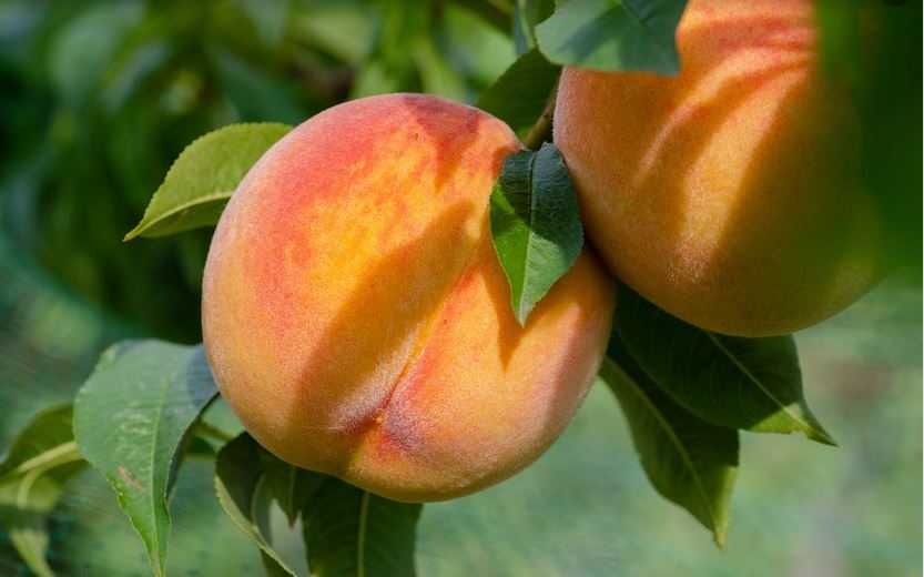 Pfirsichbaum