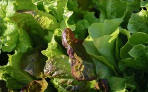 Pflücksalat pflanzen, pflegen und ernten