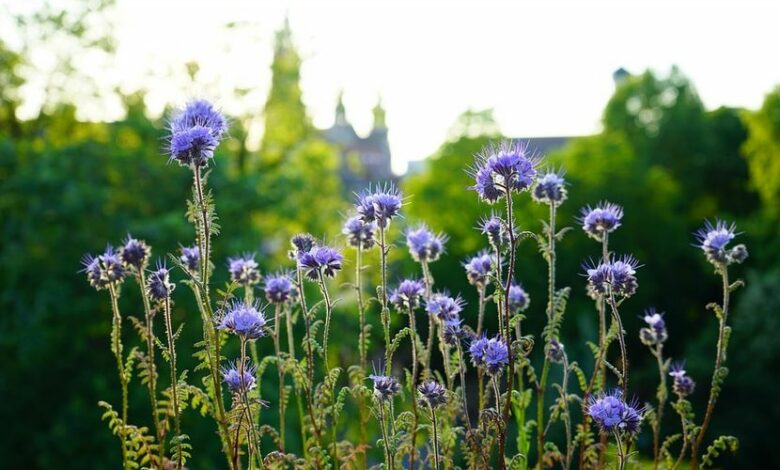 Phacelia