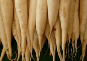 Rettich pflanzen, pflegen und ernten