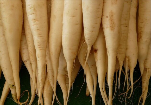 Rettich