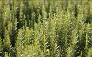 Rosmarin pflanzen, pflegen und ernten