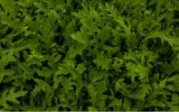 Rucola