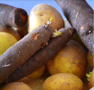 Schwarzwurzel pflanzen, pflegen und ernten.