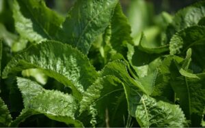 Wasabi pflanzen, pflegen und ernten