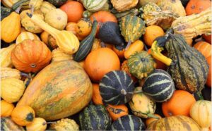 Zierkürbis pflanzen, pflegen und ernten