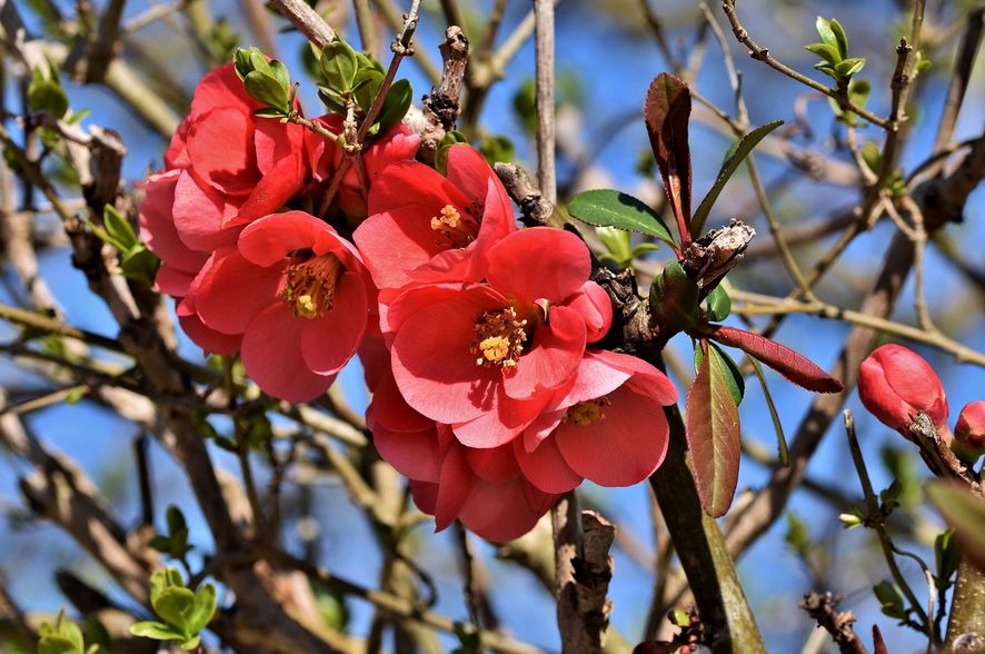 Blumen und Ziersträucher