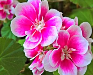 Duftgeranien – pflegen, schneiden und überwintern