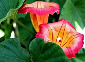 Balkon Sichtschutz pflanzen für mehr Privatsphäre