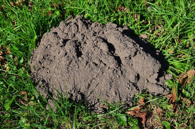 Maulwurfshügel im Rasen beseitigen
