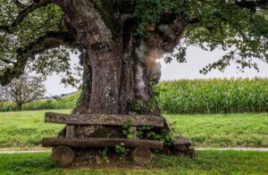 Beschattung Garten – Sichtschutz und Schattenspender