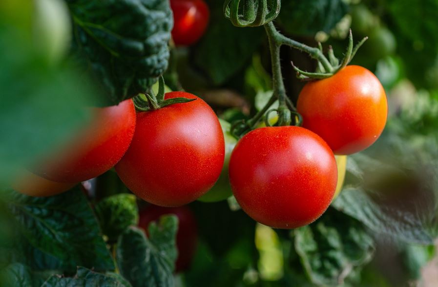 Tomaten ausgeizen