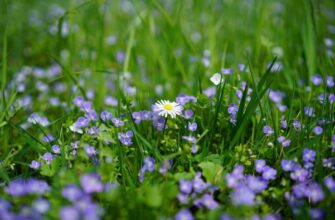 blau blühendes Unkraut
