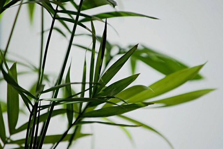 Bergpalme Pflege, Vermehrung und der beste Standort